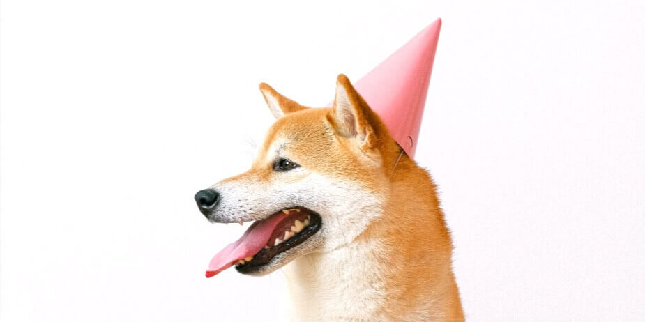 Shiba Inu dog wearing a pink party hat.