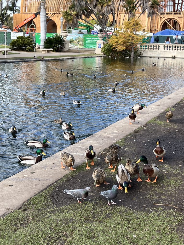 Ducks and pigeons gather near a pond, with more ducks swimming in the water; construction of a wooden building is visible in the background.