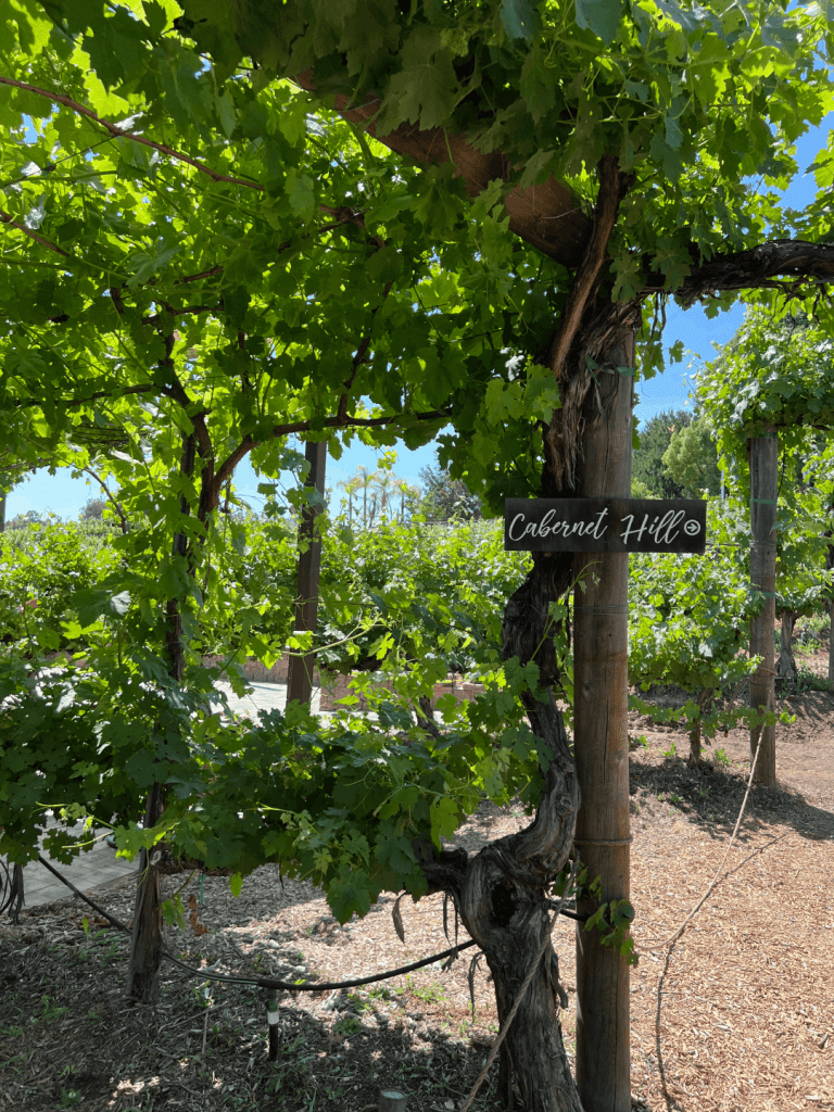 Vineyard with a wooden sign reading "Cabernet Hill" surrounded by lush green grapevines.
