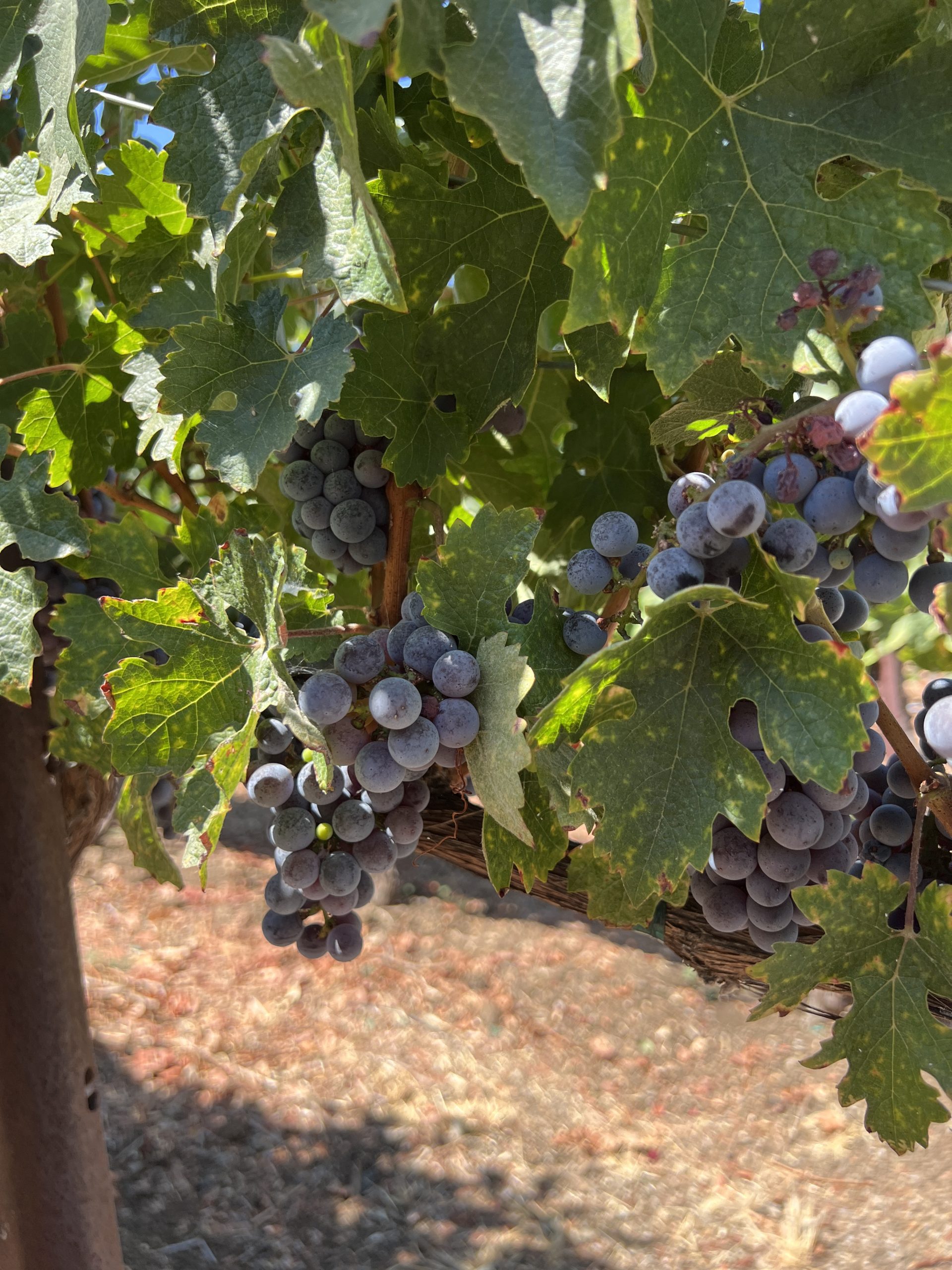Clusters of grapes hanging from a vine with large green leaves.