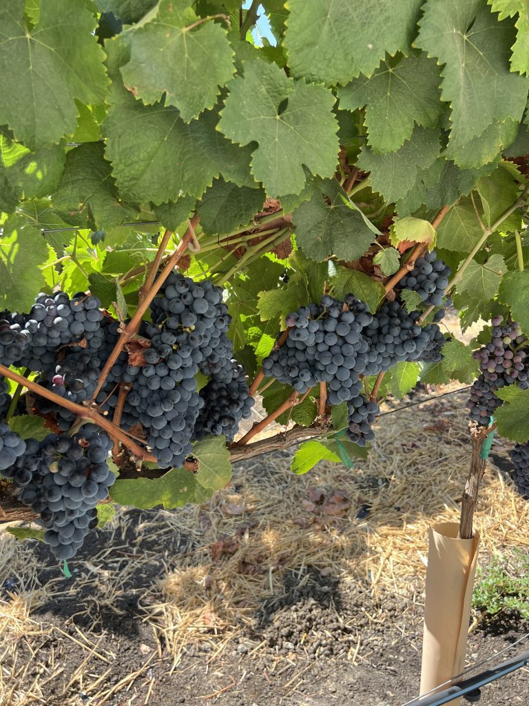 Clusters of dark purple grapes hanging from a vine with large green leaves.