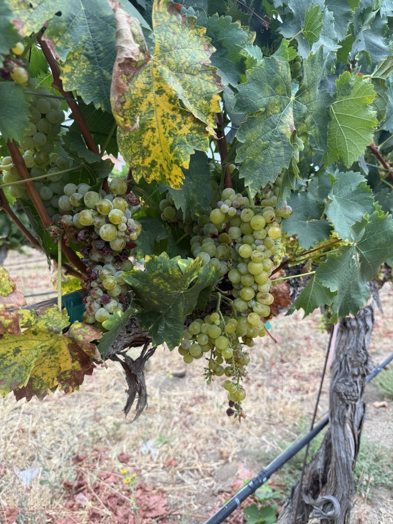 best temecula wineries